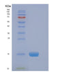 SDS-PAGE analysis of Human EIF4EBP2 (Eukaryotic Translation Initiation Factor 4E-Binding Protein 2) - Recombinant Protein, showing >90% purity under 15% SDS-PAGE (Reduced)