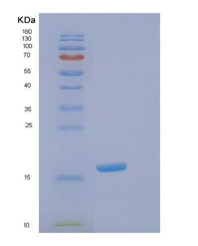 SDS-PAGE analysis of Human EIF5A (Eukaryotic Translation Initiation Factor 5A-1) - Recombinant Protein, showing >90% purity under 15% SDS-PAGE (Reduced)