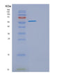 SDS-PAGE analysis of Mouse Eng (Endoglin) - Recombinant Protein, showing >90% purity under 15% SDS-PAGE (Reduced)