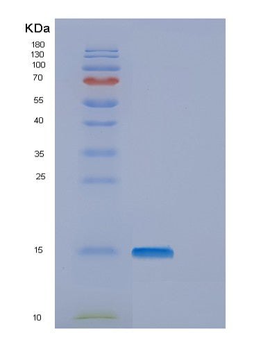 SDS-PAGE analysis of Human ENSA (Alpha-Endosulfine) - Recombinant Protein, showing >85% purity under 15% SDS-PAGE (Reduced)