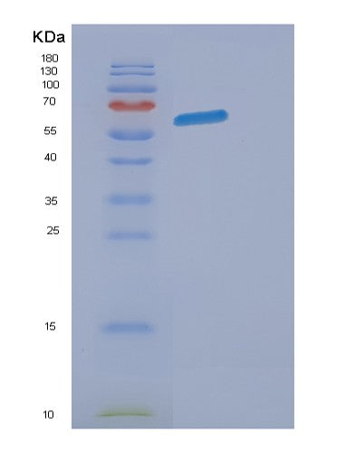 SDS-PAGE analysis of Mouse Eogt (Egf Domain-Specific O-Linked N-Acetylglucosamine Transferase) - Recombinant Protein, showing >90% purity under 15% SDS-PAGE (Reduced)