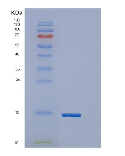 SDS-PAGE analysis of Human ERH (Enhancer Of Rudimentary Homolog) - Recombinant Protein, showing >90% purity under 15% SDS-PAGE (Reduced)