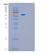 SDS-PAGE analysis of Human GPT2 (Alanine Aminotransferase 2) - Recombinant Protein, showing >90% purity under 15% SDS-PAGE (Reduced)