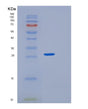 SDS-PAGE analysis of Human GRB2 (Growth Factor Receptor-Bound Protein 2) - Recombinant Protein, showing >90% purity under 15% SDS-PAGE (Reduced)