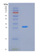 SDS-PAGE analysis of Human GSTA4 (Glutathione S-Transferase A4) - Recombinant Protein, showing >90% purity under 15% SDS-PAGE (Reduced)