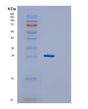 SDS-PAGE analysis of Mouse Gstm1 (Glutathione S-Transferase Mu 1) - Recombinant Protein, showing >85% purity under 15% SDS-PAGE (Reduced)