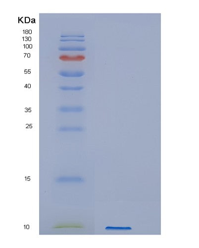 SDS-PAGE analysis of Human GYPA (Glycophorin-A) - Recombinant Protein, showing >85% purity under 15% SDS-PAGE (Reduced)