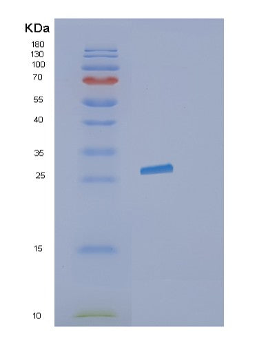 SDS-PAGE analysis of Human GZMH (Granzyme H) - Recombinant Protein, showing >95% purity under 15% SDS-PAGE (Reduced)