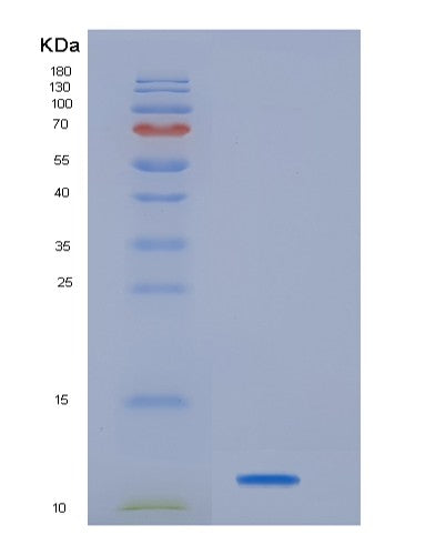 SDS-PAGE analysis of Human HBEGF (Proheparin-Binding Egf-Like Growth Factor) - Recombinant Protein, showing >90% purity under 15% SDS-PAGE (Reduced)