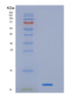 SDS-PAGE analysis of Human HBEGF (Proheparin-Binding Egf-Like Growth Factor) - Recombinant Protein, showing >90% purity under 15% SDS-PAGE (Reduced)