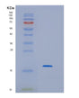 SDS-PAGE analysis of Human HBG2 (Hemoglobin Subunit Gamma-2) - Recombinant Protein, showing >95% purity under 15% SDS-PAGE (Reduced)