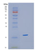 SDS-PAGE analysis of Human HBQ1 (Hemoglobin Subunit Theta-1) - Recombinant Protein, showing >90% purity under 15% SDS-PAGE (Reduced)