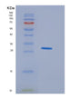 SDS-PAGE analysis of Human HDGFL1 (Hepatoma-Derived Growth Factor-Like Protein 1) - Recombinant Protein, showing >90% purity under 15% SDS-PAGE (Reduced)