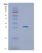 SDS-PAGE analysis of Human PUDP (Pseudouridine-5'-Phosphatase) - Recombinant Protein, showing >95% purity under 15% SDS-PAGE (Reduced)