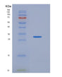SDS-PAGE analysis of Human HDHD2 (Haloacid Dehalogenase-Like Hydrolase Domain-Containing Protein 2) - Recombinant Protein, showing >90% purity under 15% SDS-PAGE (Reduced)