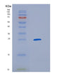 SDS-PAGE analysis of Mouse Havcr1 (Hepatitis A Virus Cellular Receptor 1 Homolog) - Recombinant Protein, showing >85% purity under 15% SDS-PAGE (Reduced)