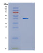 SDS-PAGE analysis of Human HERC5 (E3 Isg15--Protein Ligase Herc5) - Recombinant Protein, showing >95% purity under 15% SDS-PAGE (Reduced)