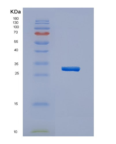 SDS-PAGE analysis of Human HERPUD1 (Homocysteine-Responsive Endoplasmic Reticulum-Resident Ubiquitin-Like Domain Member 1 Protein) - Recombinant Protein, showing >90% purity under 15% SDS-PAGE (Reduced)