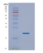 SDS-PAGE analysis of Human HES2 (Transcription Factor Hes-2) - Recombinant Protein, showing >85% purity under 15% SDS-PAGE (Reduced)