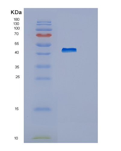 SDS-PAGE analysis of Human HEXIM1 - Recombinant Protein, showing >95% purity under 15% SDS-PAGE (Reduced)