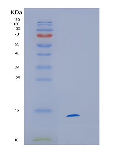 SDS-PAGE analysis of Human HINT1 (Adenosine 5'-Monophosphoramidase Hint1) - Recombinant Protein, showing >95% purity under 15% SDS-PAGE (Reduced)