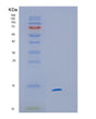 SDS-PAGE analysis of Human HINT1 (Adenosine 5'-Monophosphoramidase Hint1) - Recombinant Protein, showing >95% purity under 15% SDS-PAGE (Reduced)
