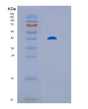 SDS-PAGE analysis of Human ST13 (Hsc70-Interacting Protein) - Recombinant Protein, showing >85% purity under 15% SDS-PAGE (Reduced)