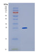 SDS-PAGE analysis of Human HLA-DOB (Hla Class Ii Histocompatibility Antigen, Do Beta Chain) - Recombinant Protein, showing >85% purity under 15% SDS-PAGE (Reduced)