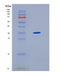 SDS-PAGE analysis of Human HLA-F (Hla Class I Histocompatibility Antigen, Alpha Chain F) - Recombinant Protein, showing >85% purity under 15% SDS-PAGE (Reduced)