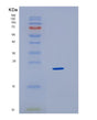 SDS-PAGE analysis of Human HMGB3 (High Mobility Group Protein B3) - Recombinant Protein, showing >95% purity under 15% SDS-PAGE (Reduced)