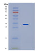 SDS-PAGE analysis of Human HNRNPAB (Heterogeneous Nuclear Ribonucleoprotein A/B) - Recombinant Protein, showing >95% purity under 15% SDS-PAGE (Reduced)