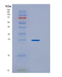 SDS-PAGE analysis of Human HPGDS (Hematopoietic Prostaglandin D Synthase) - Recombinant Protein, showing >95% purity under 15% SDS-PAGE (Reduced)
