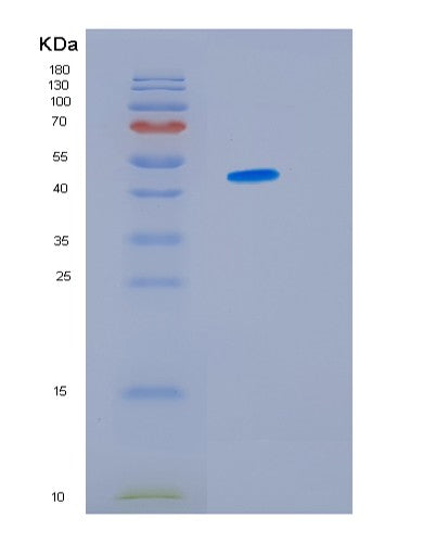 SDS-PAGE analysis of Human SERPINH1 (Serpin H1) - Recombinant Protein, showing >90% purity under 15% SDS-PAGE (Reduced)