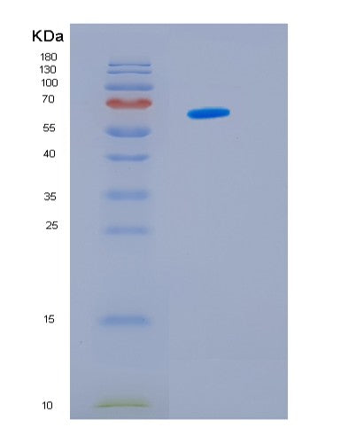 SDS-PAGE analysis of Human HSPD1 (60 Kda Heat Shock Protein, Mitochondrial) - Recombinant Protein, showing >85% purity under 15% SDS-PAGE (Reduced)