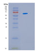 SDS-PAGE analysis of Human HSPD1 (60 Kda Heat Shock Protein, Mitochondrial) - Recombinant Protein, showing >85% purity under 15% SDS-PAGE (Reduced)
