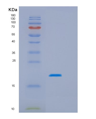 SDS-PAGE analysis of Human HSPB3 (Heat Shock Protein Beta-3) - Recombinant Protein, showing >90% purity under 15% SDS-PAGE (Reduced)