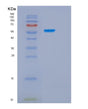 SDS-PAGE analysis of Human HSPBAP1 (Hspb1-Associated Protein 1) - Recombinant Protein, showing >95% purity under 15% SDS-PAGE (Reduced)