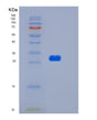 SDS-PAGE analysis of Human HTATIP2 (Oxidoreductase Htatip2) - Recombinant Protein, showing >95% purity under 15% SDS-PAGE (Reduced)