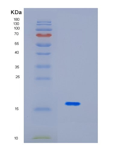 SDS-PAGE analysis of Human ID2 (Dna-Binding Protein Inhibitor Id-2) - Recombinant Protein, showing >90% purity under 15% SDS-PAGE (Reduced)