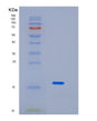SDS-PAGE analysis of Human ID2 (Dna-Binding Protein Inhibitor Id-2) - Recombinant Protein, showing >90% purity under 15% SDS-PAGE (Reduced)