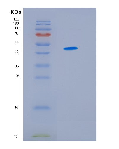 SDS-PAGE analysis of Human IDH1 (Isocitrate Dehydrogenase [Nadp] Cytoplasmic) - Recombinant Protein, showing >85% purity under 15% SDS-PAGE (Reduced)