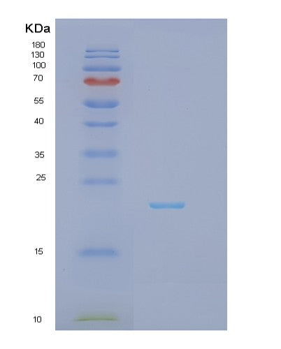 SDS-PAGE analysis of Human IFNA7 (Interferon Alpha-7) - Recombinant Protein, showing >95% purity under 15% SDS-PAGE (Reduced)