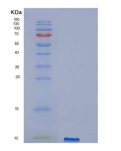 SDS-PAGE analysis of Human IGF2 (Insulin-Like Growth Factor 2) - Recombinant Protein, showing >85% purity under 15% SDS-PAGE (Reduced)