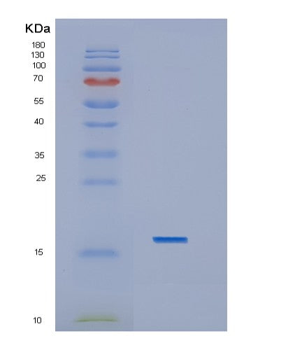 SDS-PAGE analysis of Human IL1B (Interleukin-1 Beta) - Recombinant Protein, showing >95% purity under 15% SDS-PAGE (Reduced)