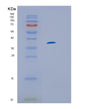 SDS-PAGE analysis of Human IL13RA1 (Interleukin-13 Receptor Subunit Alpha-1) - Recombinant Protein, showing >95% purity under 15% SDS-PAGE (Reduced)