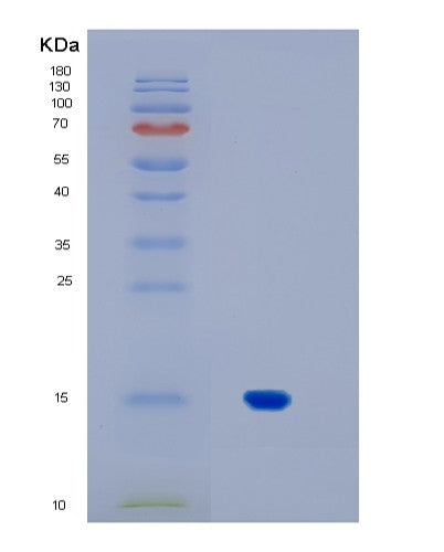 SDS-PAGE analysis of Human IL17A (Interleukin-17A) - Recombinant Protein, showing >90% purity under 15% SDS-PAGE (Reduced)