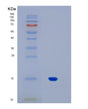 SDS-PAGE analysis of Human IL17A (Interleukin-17A) - Recombinant Protein, showing >90% purity under 15% SDS-PAGE (Reduced)