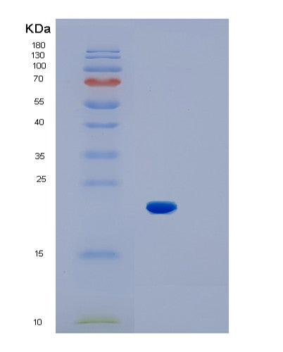 SDS-PAGE analysis of Mouse Il1b (Interleukin-1 Beta) - Recombinant Protein, showing >85% purity under 15% SDS-PAGE (Reduced)