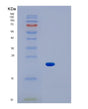 SDS-PAGE analysis of Mouse Il1b (Interleukin-1 Beta) - Recombinant Protein, showing >85% purity under 15% SDS-PAGE (Reduced)