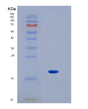 SDS-PAGE analysis of Human IL1F10 (Interleukin-1 Family Member 10) - Recombinant Protein, showing >90% purity under 15% SDS-PAGE (Reduced)
